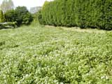 watercress beds in flower - click to enlarge