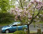 Weeping Cherry blossom in front garden - Spring 2002