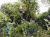 Dan lopping tree with help from Mark and Steve