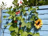 Runner beans growing up side fence - Summer02